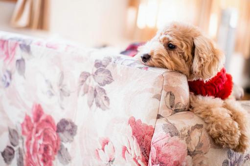 リラックスする犬 リラックスする犬の写真