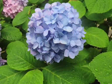 岡山　西川　紫陽花の写真