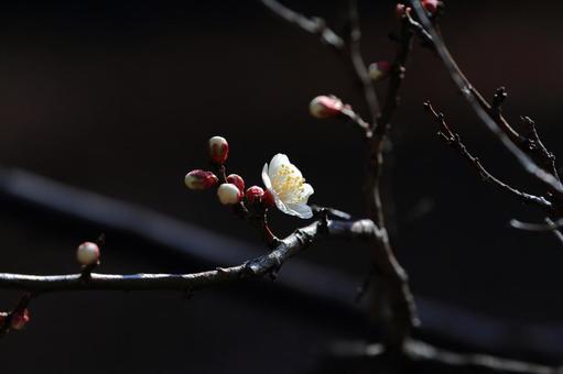梅の花 梅の花の写真