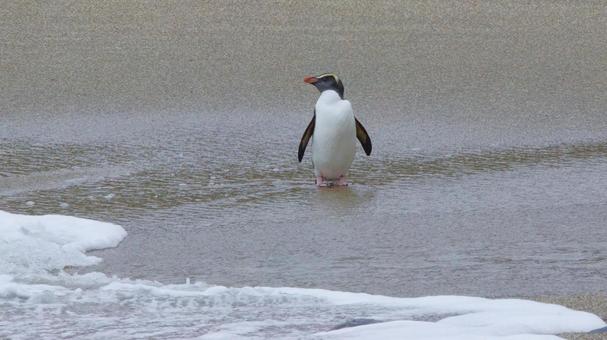 海辺で横向くフィヨルドランドペンギン 海辺で横向くフィヨルドランドペンギンの写真