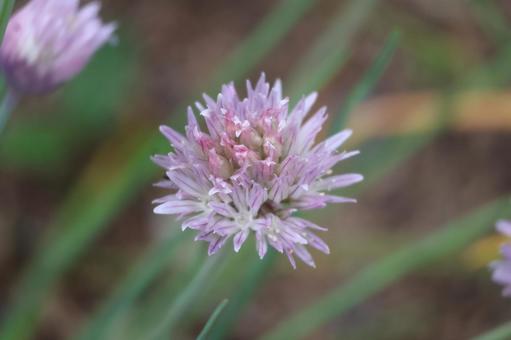 ピンクの花びらのチャイブの花のアップ ピンクの花びらのチャイブの花のアップの写真
