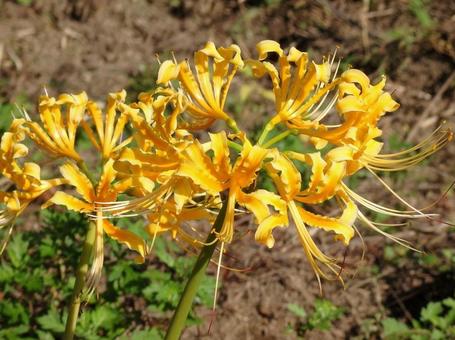 [Photo of cluster amaryllis] Scenery of cluster amaryllis blooming, JPG