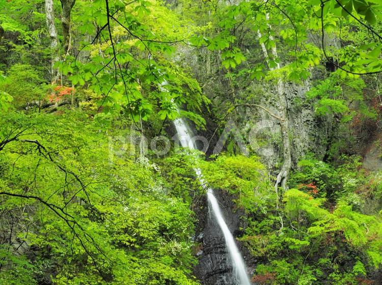 新緑の白糸の滝 新緑,白糸の滝,滝の写真素材