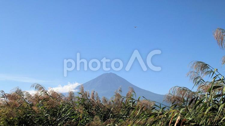 初秋の河口湖大石公園から望む富士山 富士山,初秋,9月の写真素材