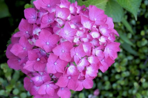 紫陽花 紫陽花の写真