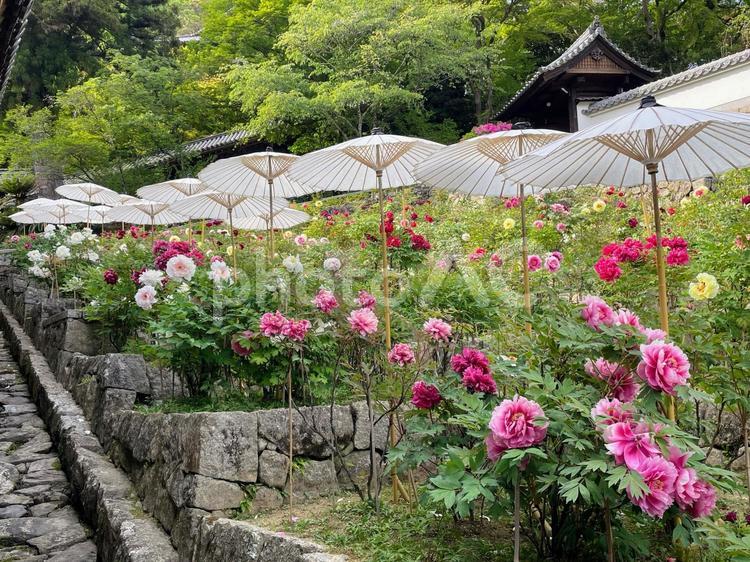 奈良　長谷寺　和傘と牡丹 牡丹,ぼたん,満開の写真素材