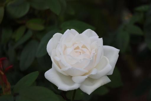 白い花びらのバラの花のアップ 白い花びらのバラの花のアップ 白い,花びら,バラの写真素材