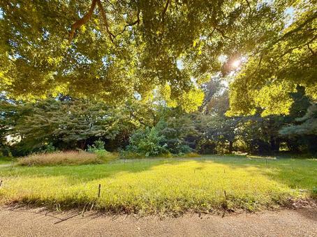 緑豊かな公園の木漏れ日 秋,木漏れ日,公園の写真素材