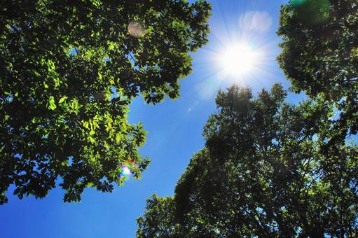 木漏れ日 夏空 木漏れ日 夏空 木漏れ日,太陽,日光の写真素材