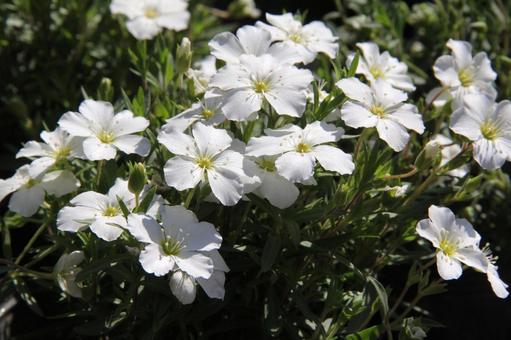 Photo, arenaria montana, a flower, blooming landscape, 