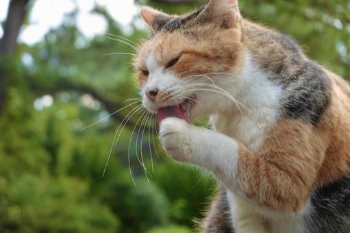 舌を出す三毛猫 舌を出す三毛猫 ネコ,保護猫,ニャンコの写真素材
