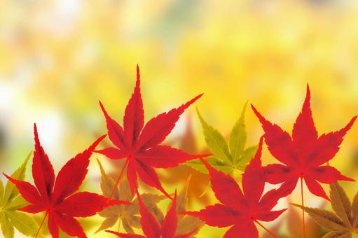 秋色に染まるもみじ・鮮やかな紅葉の風景 秋色に染まるもみじ・鮮やかな紅葉の風景 日本の秋,モミジ,秋の季節の写真素材
