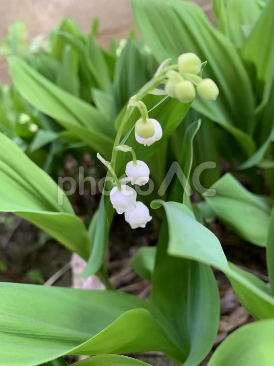 すずらん すずらん,花,植物の写真素材