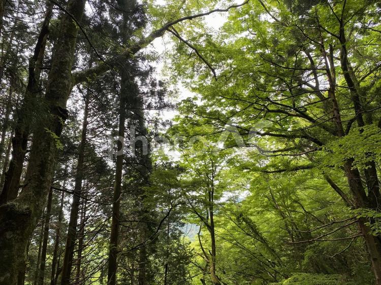 山の中　風景　森　林 木,マイナスイオン,木漏れ日の写真素材