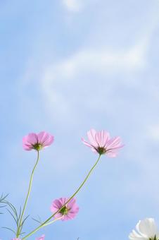 Blue sky and cosmos③, JPG