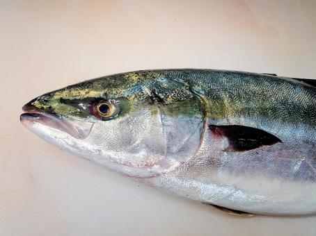 鮮魚　ブリ ブリ,魚,ハマチの写真素材