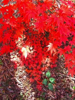 紅葉(もみじ) 紅葉(もみじ)の写真