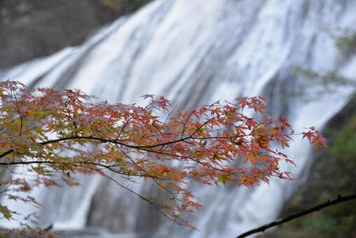 袋田の滝ともみじ 袋田の滝,秋,もみじの写真素材