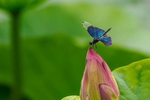 Butterfly dragonfly(37), JPG Butterfly dragonfly(37), JPG