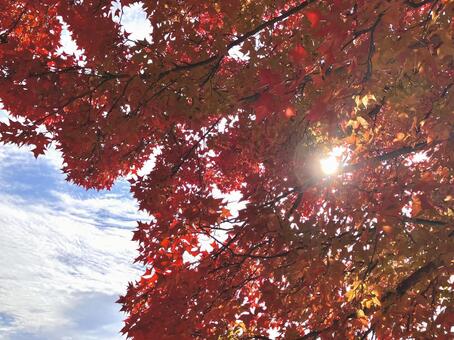 逆光の紅葉 秋,カラフル,逆光の写真素材