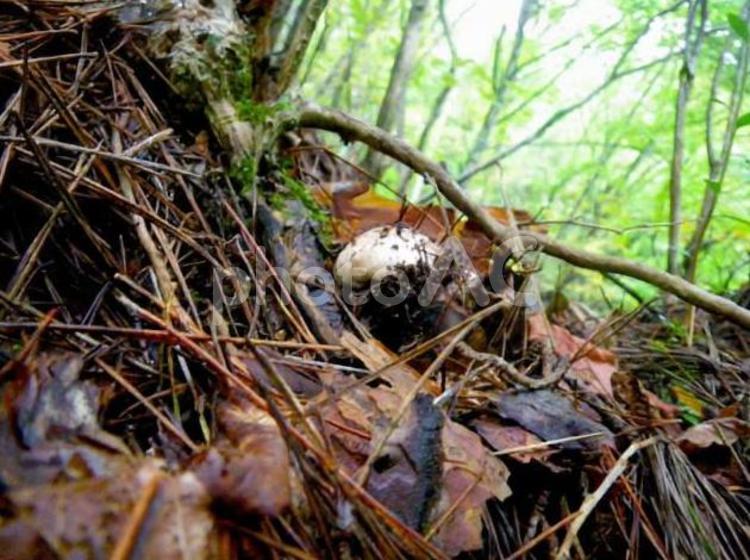 マツタケ採り ご飯,野菜,秋の写真素材