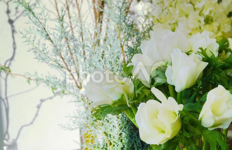 白いアネモネのイメージ 花,アネモネ,切り花の写真素材