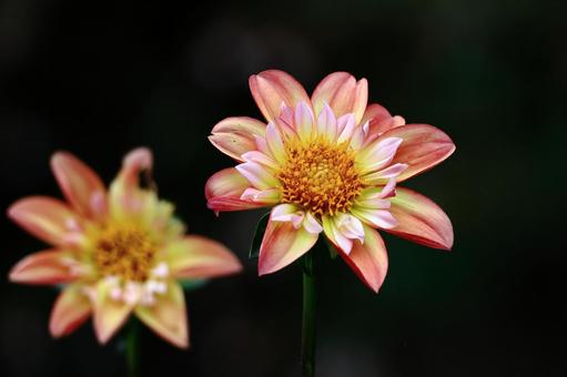色鮮やかな大輪 色鮮やかな大輪 ダリア,花,キク科の植物の写真素材