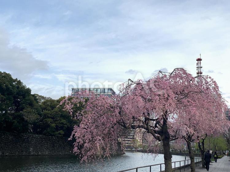 皇居のサクラ。花曇り。東京。４月 ４月,桜,花曇りの写真素材