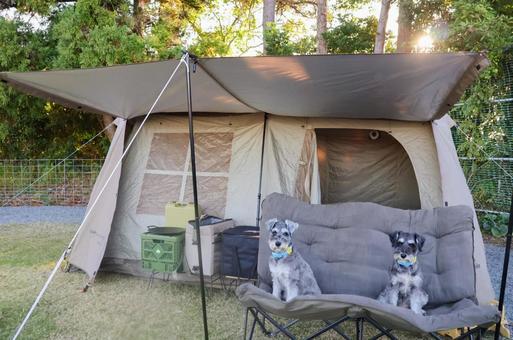 テントとワンコ 犬,わんこ,犬科の写真素材