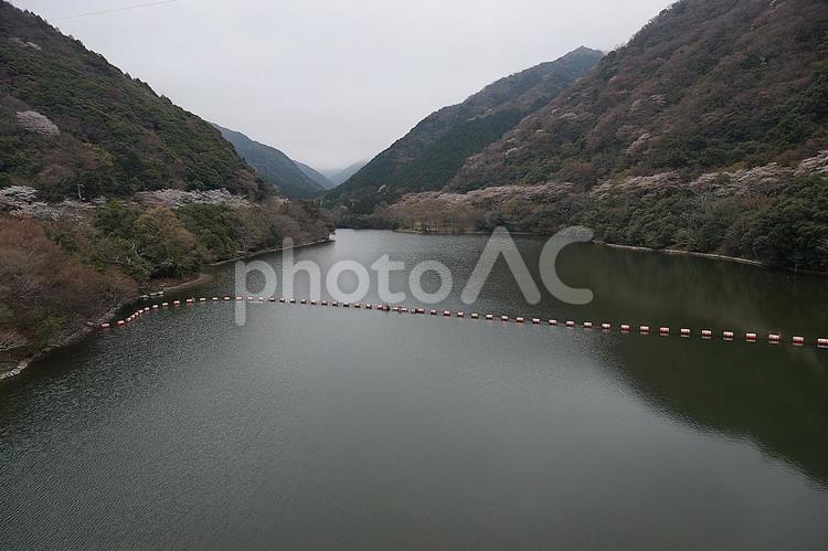 諭鶴羽ダム21　ダム湖と桜 兵庫県,南あわじ市,諭鶴羽ダムの写真素材