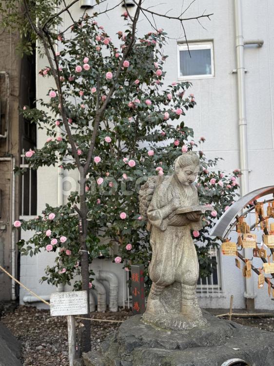 花園神社　二宮金次郎 花園神社,神社,神社仏閣の写真素材