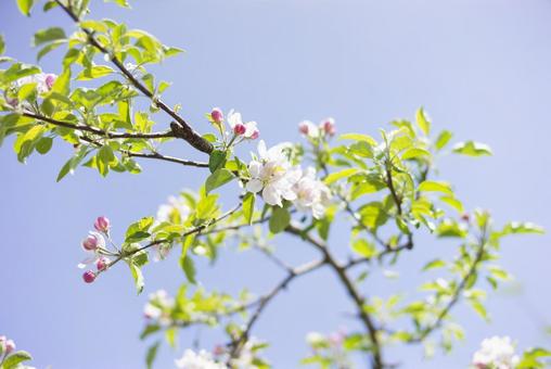 青空に映える果樹園のリンゴの花 青空に映える果樹園のリンゴの花 りんご,春,花の写真素材