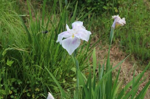 ハナショウブ ハナショウブ 花,植物,初夏の写真素材