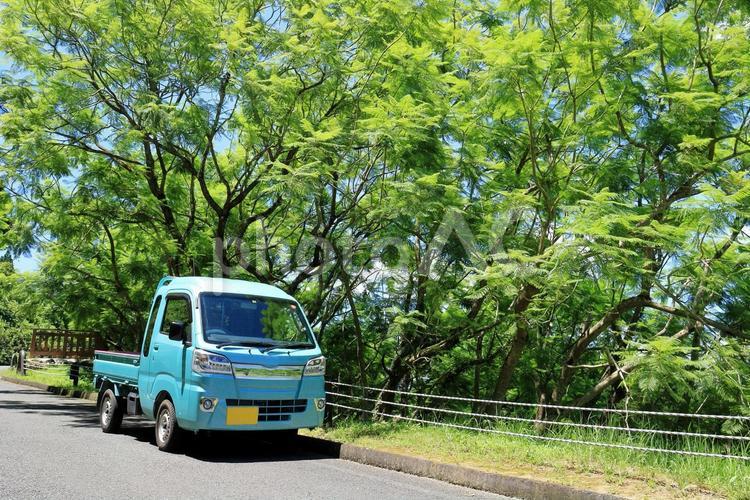 軽トラのある風景　新緑のジャカランダ 軽トラ,軽トラック,自動車の写真素材