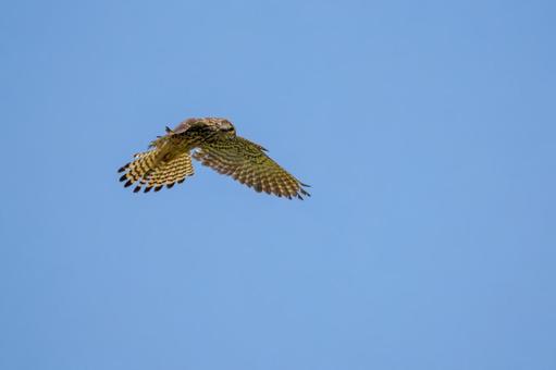 チョウゲンボウ(22) チョウゲンボウ(22) 鳥,チョウゲンボウ,野鳥の写真素材