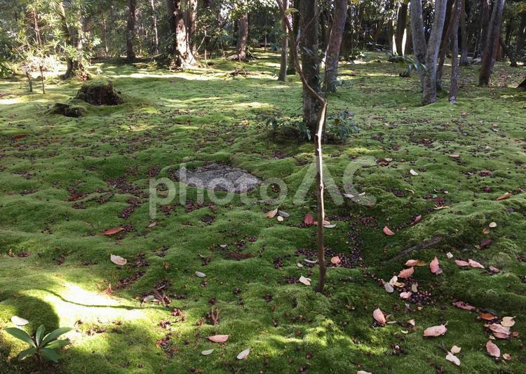 秋篠寺の苔 こけ,コケ,光の写真素材