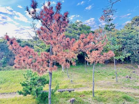 海岸　秋の岸辺　松　 海岸,沿岸,海の写真素材