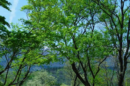 新緑の風景 新緑,初夏,高原の写真素材