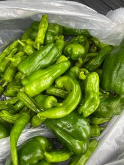 ししとう 夏野菜,野菜,収穫の写真素材