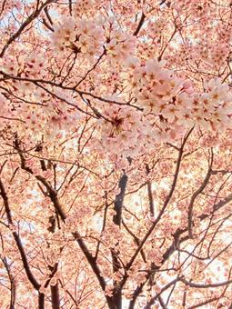 桜75 桜75の写真