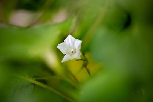 マメアサガオ マメアサガオの写真