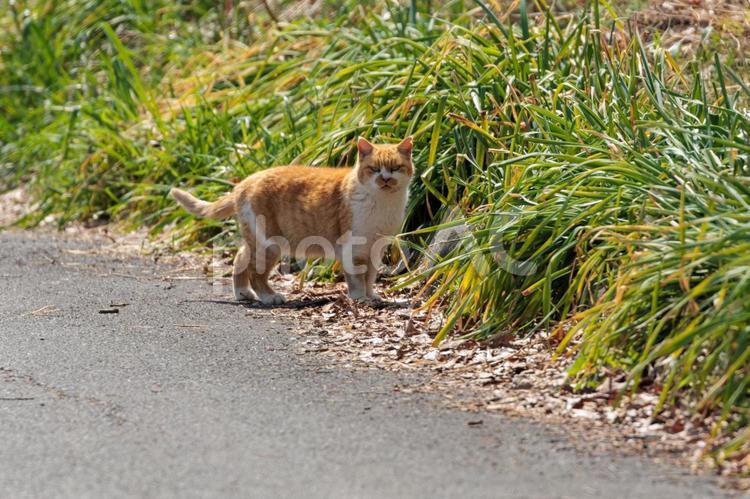 公園を散歩する猫 猫,動物,かわいいの写真素材