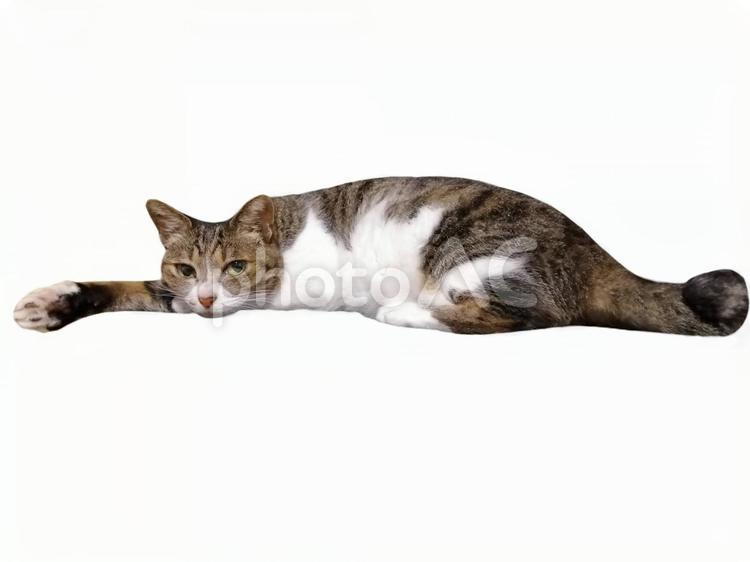 腕をのばしてごろんしている鍵しっぽの猫 猫,鍵しっぽ,ペットの写真素材