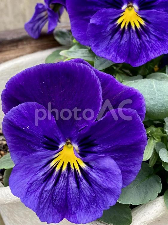 花 花,鉢植え,素材の写真素材