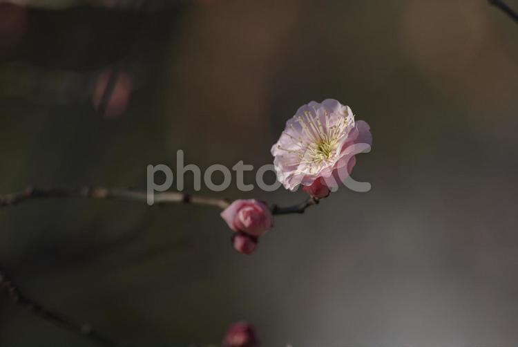 小さな梅の花が咲いている 梅,花,2月の写真素材