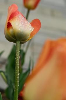 orange tulips and water droplets, JPG