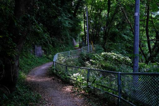 身近な自然 身近な自然の写真