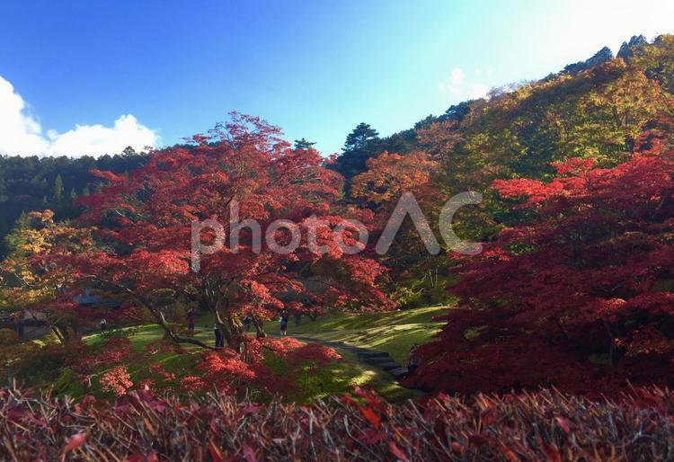 色づく山と青空、色の対比 秋,紅葉,赤の写真素材