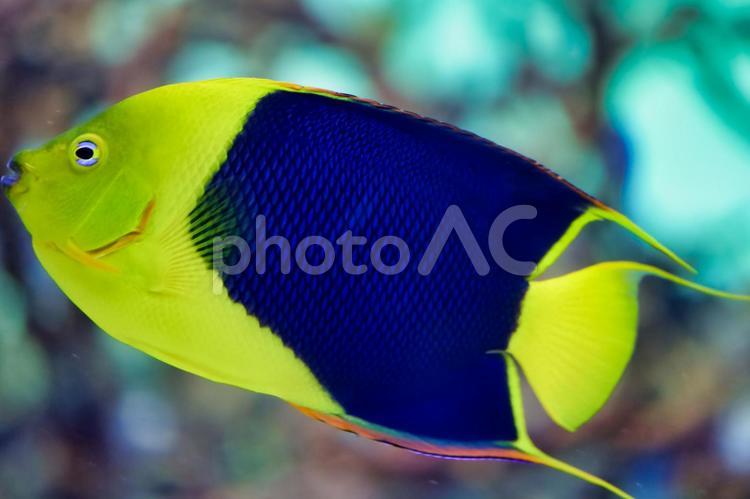 水族館の魚 水族館,水族園,アクアリウムの写真素材