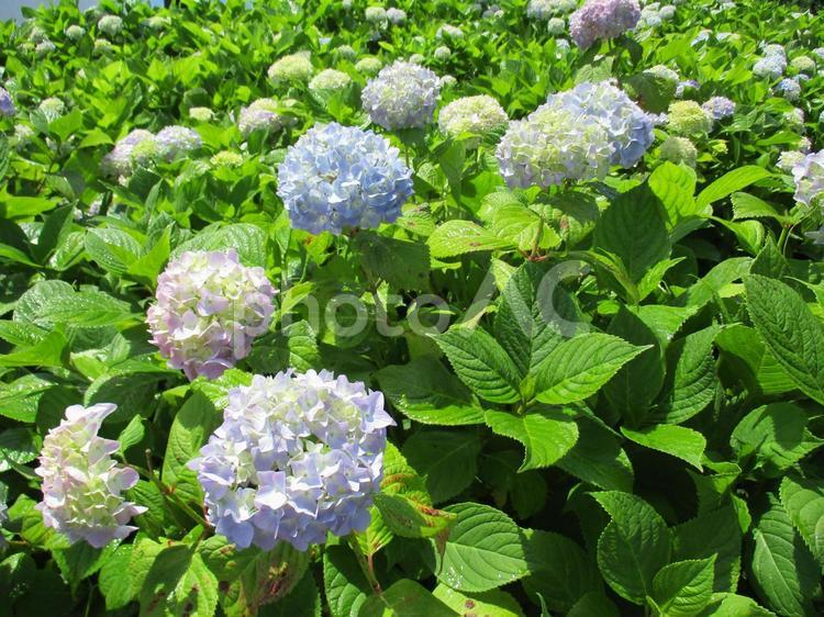 紫陽花　その3 紫陽花,アジサイ,あじさいの写真素材